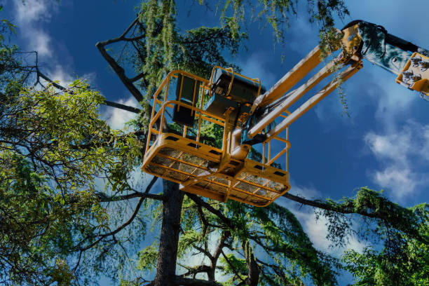 How Our Tree Care Process Works  in  Taos Pueblo, NM